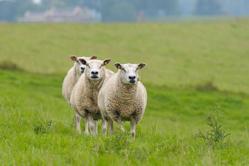 3 op een rij van Jeannette Penris