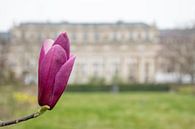 Magnolia flower at Palais Royal Paris by Ingrid de Vos - Boom thumbnail