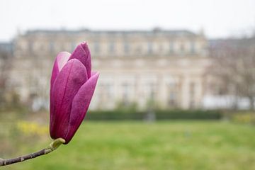 Magnoliabloem bij Palais Royal Parijs van Ingrid de Vos - Boom