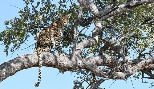 Léopard dans un arbre
