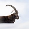 Steenbok in de sneeuw van Patrick van Os