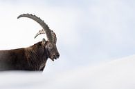 Alpine Ibex Buck in the snow by Patrick van Os thumbnail