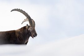 Steinbock im Schnee von Patrick van Os
