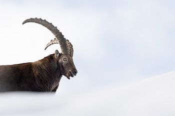 Alpine Ibex Buck in the snow