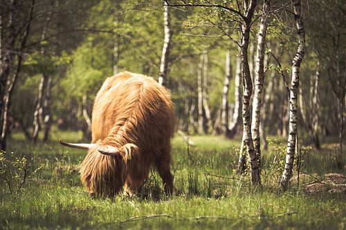 Grazende Schotse hooglanders!