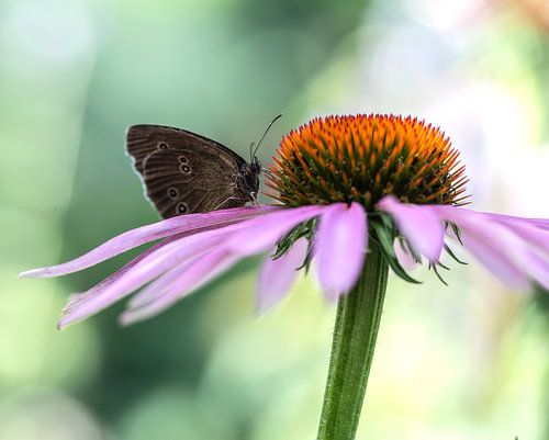 Vlinder op een rode zonnehoed