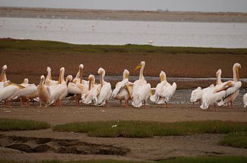 Pelikanen van Erna Haarsma-Hoogterp
