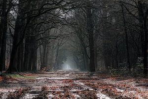 Schlammpfad im Wald