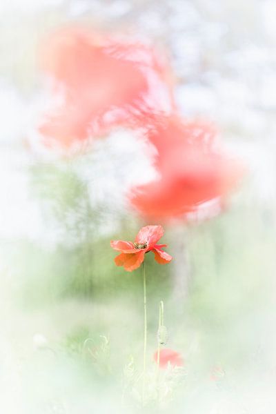Photographier des coquelicots est parfois un sport de haut niveau par Bob Daalder