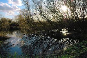 Blendung durch die Sonne Oostvaardersplassen