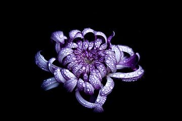 Fleur lilas avec gouttes d'eau sur fond noir sur SonjaFoersterPhotography