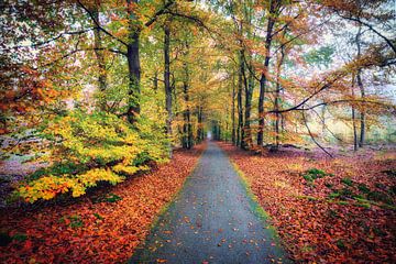 bospad in de herfst van eric van der eijk