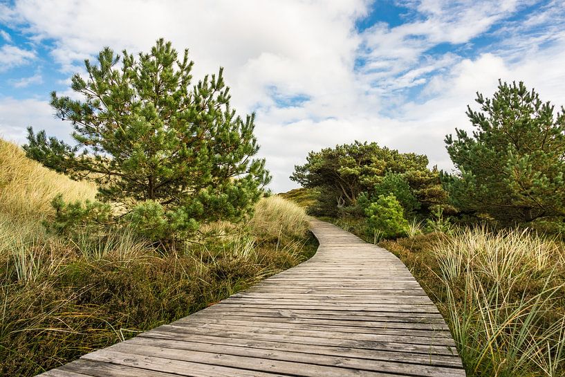 Landschaft in den Dünen auf der Insel Amrum von Rico Ködder