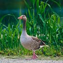 Goose (only) by Rob van der Pijll thumbnail