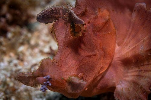 Rhinopia Schorpioen vis @ komodo, indonesie