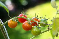 Geschmackvolle Miniparadeiser reifen im Bio-Gemüsegarten.