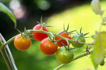 Tasty mini tomatoes ripen in the organic vegetable garden.