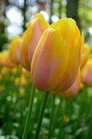 Tulpe