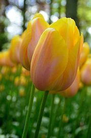 Tulip by Lambertus van der Vegt