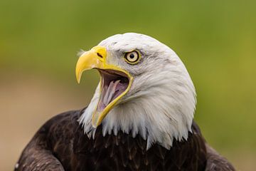 Bald Eagle, Amerikaanse Zeearend.