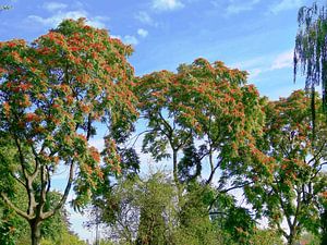 Tree Magic 47