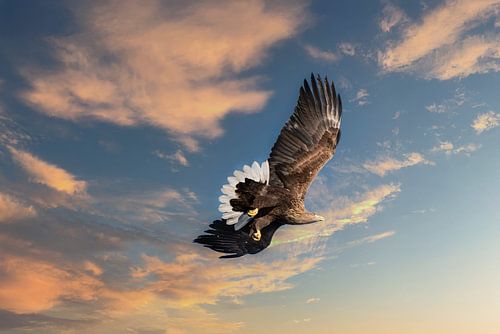 Zeearend in vlucht boven Scandinavische lucht