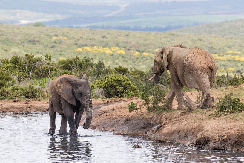 Ein grauer und ein schwarzer Elefant an einem See im Addo Elephant Park in Südafrika von WorldWidePhotoWeb