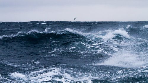 Pétrel des neiges au-dessus des vagues