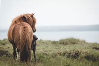 Icelandic horse with foal