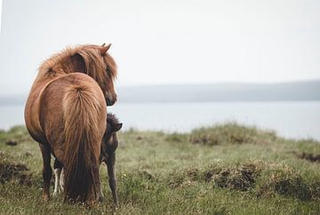 IJslands paard met veulen van iris hensen