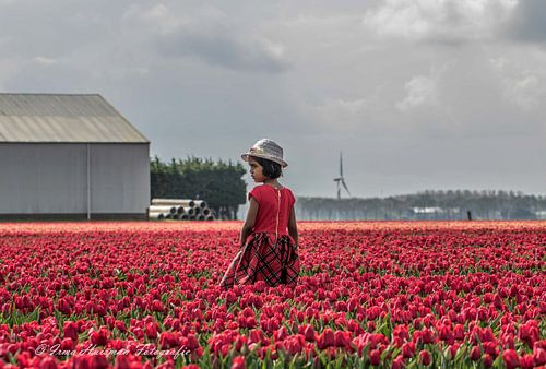 Tulipfield with model