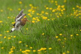 Schwarzschwanzschnepfe landet auf der Wiese mit Butterblumen. von Jeroen Stel