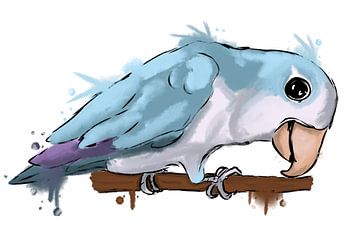 Lustiger Quaker-Papagei von Antiope33