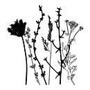 Botanische Illustration mit Pflanzen, Wildblumen und Gräsern 4.  Schwarz und weiß. von Dina Dankers Miniaturansicht