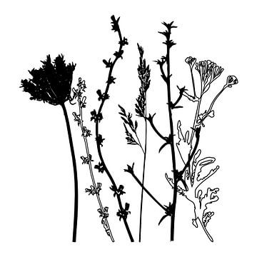 Botanische Illustration mit Pflanzen, Wildblumen und Gräsern 4.  Schwarz und weiß. von Dina Dankers