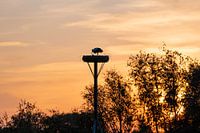 Ooievaarsnest bij zonsondergang