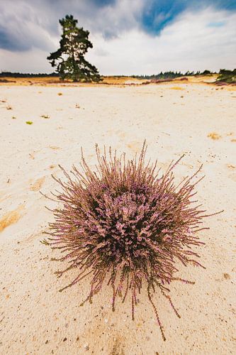 Bloeiende heideplanten in heidelandschap op de Veluwe