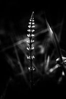Wachstum zum Licht hin
