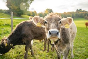 Une adorable vache dans l'Allgäu