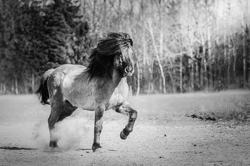 Cheval islandais au trot en noir et blanc