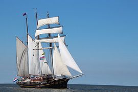 Gulden Leeuw by Rodney Pauwels