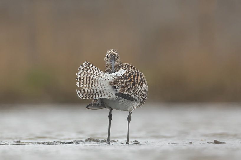 Wulp in de Dollard van Jerry Bouwmeester