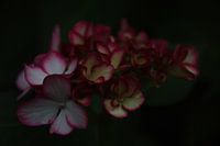 Hortensienblume