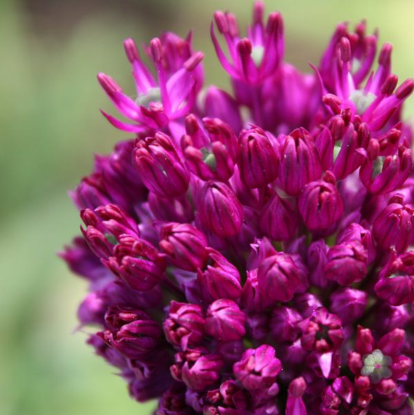 violet sur la place par de buurtfotograaf Leontien