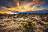 Coucher de soleil à Koowijkerzand par Hans van den Beukel Aperçu