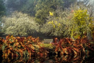 The bench and the ferns by Lars van de Goor