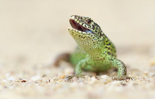 Sand lizard