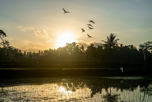 Birds over a rice field