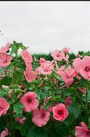 hollyhock