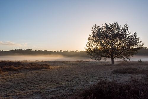 Zonsondergang op de Veluwe